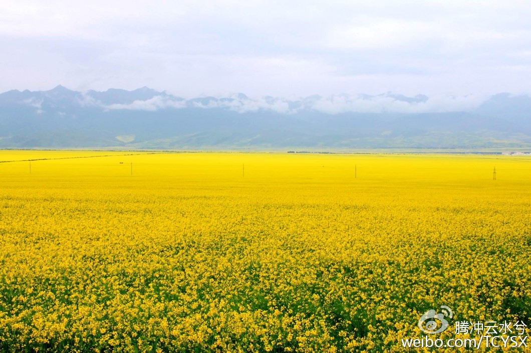 春光灿烂的界头油菜花盛宴